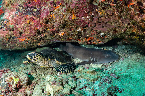 Bamboo shark and hawksbill turtle sharing a small underwater cave.