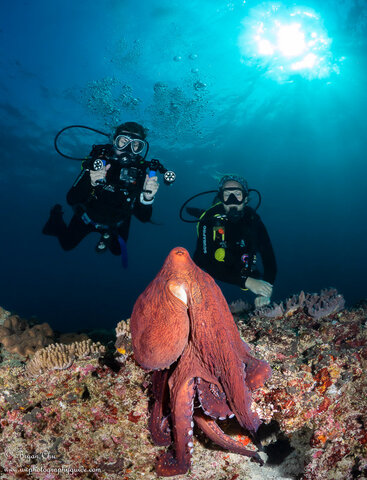 Octopus posing on the rocks with red skin, looking at camera and at two divers behind him. Sunburst overhead.