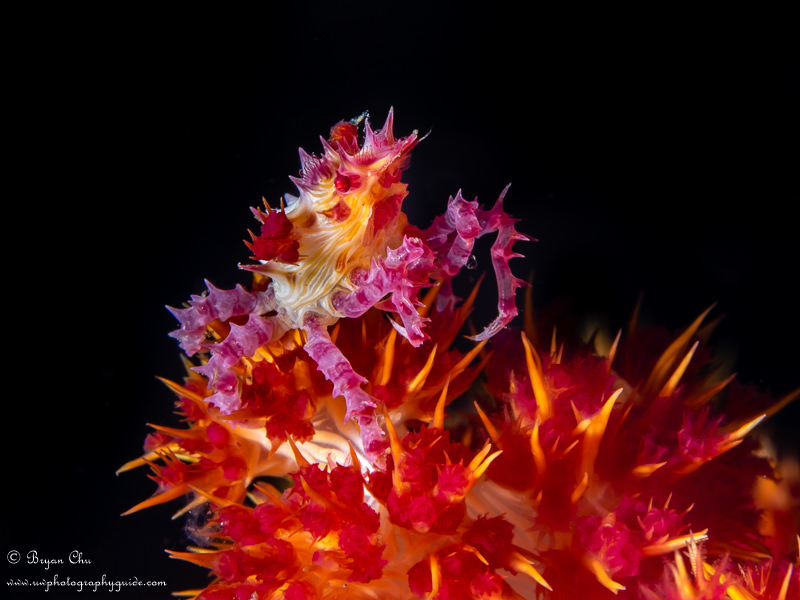 Candy crab with black background from inward-facing strobe positioning Candy crab with black background from inward-facing strobe positioning