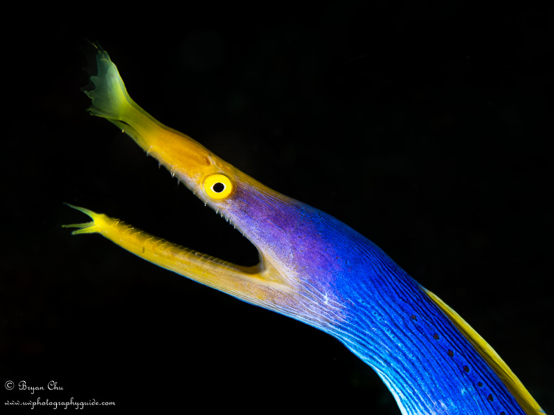 Ribbon eel with a black background