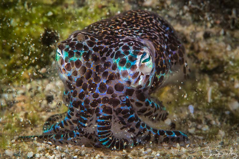 Bobtail Squid. Moalboal, Cebu, Philippines