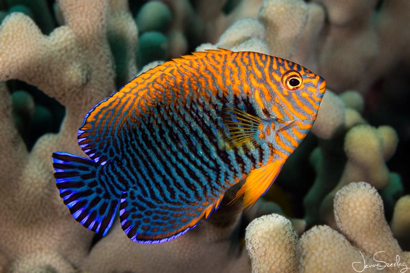 Potter's Angelfish