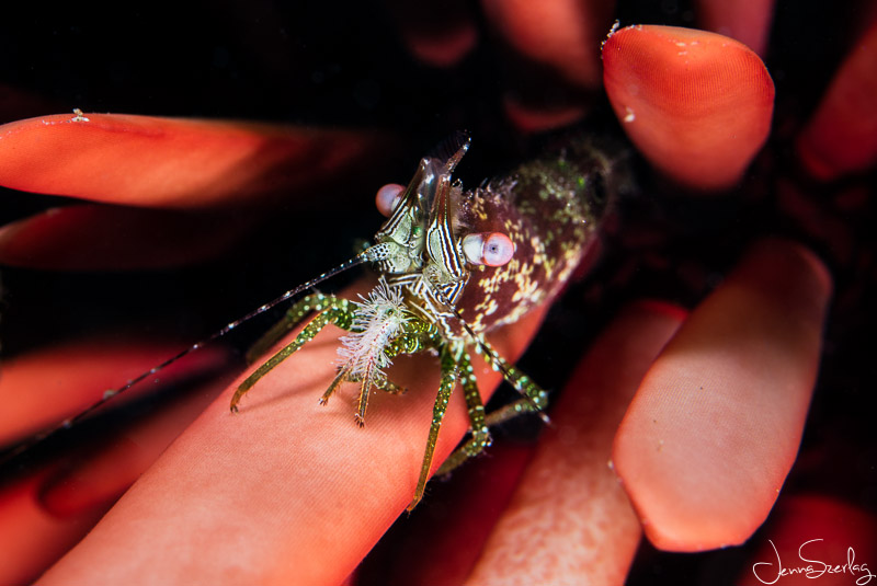 Marbled Shrimp