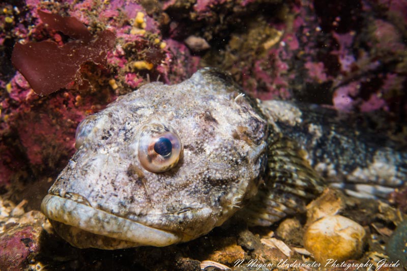 Sample image of a great sculpin