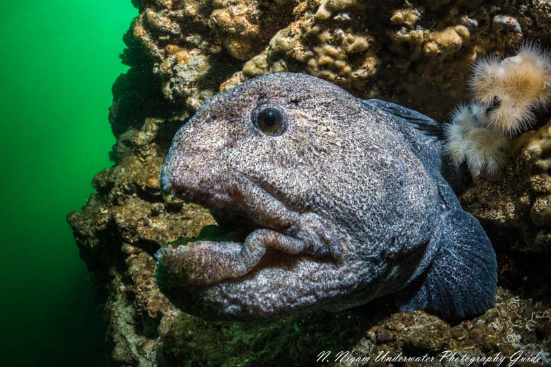 Wolf eel photographed with the Sony a6400, 16-50mm lens, UWL-09F wet lens, single Sea & Sea YS-D1 strobe and Fantasea Sony a6400 underwater housing. f/8, 1/160, ISO-400
