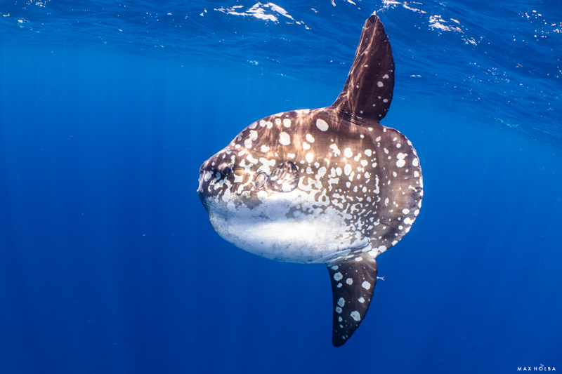 Ocean sunfish in crystal clear waters of the Pantar Strait.