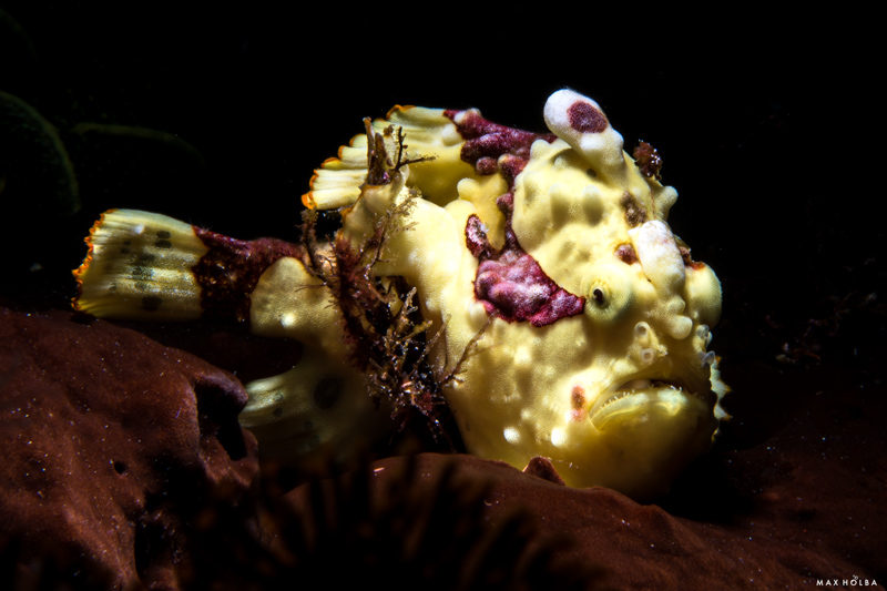 Alor's muck and reefs are full of frogfish!