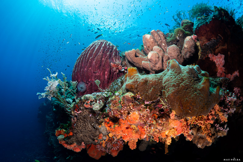 Alor Coral Reef