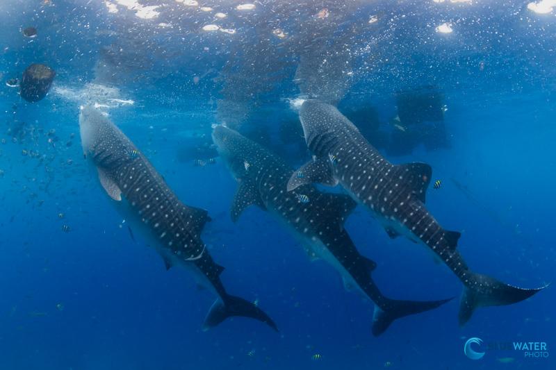 Whale Sharks Feed at Lila