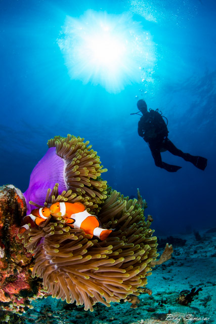 Diving Cebu Philippines Underwater