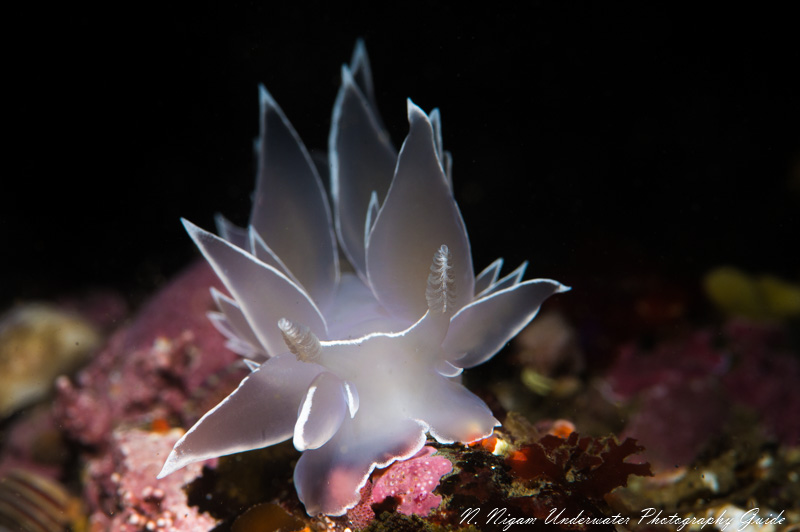 White lines dirona photographed with the Sea & Sea YS-D3 strobe and snoot in daylight hours. f/22, 1/160, ISO200