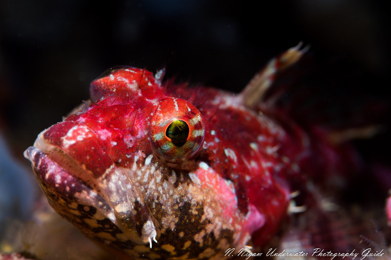 Sculpin photographed with the Sea & Sea YS-D3 snoot