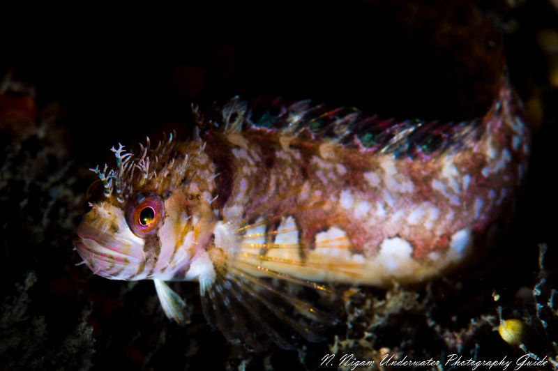 Mosshead warbonnet photographed with the Sea & Sea YS-D3 Snoot