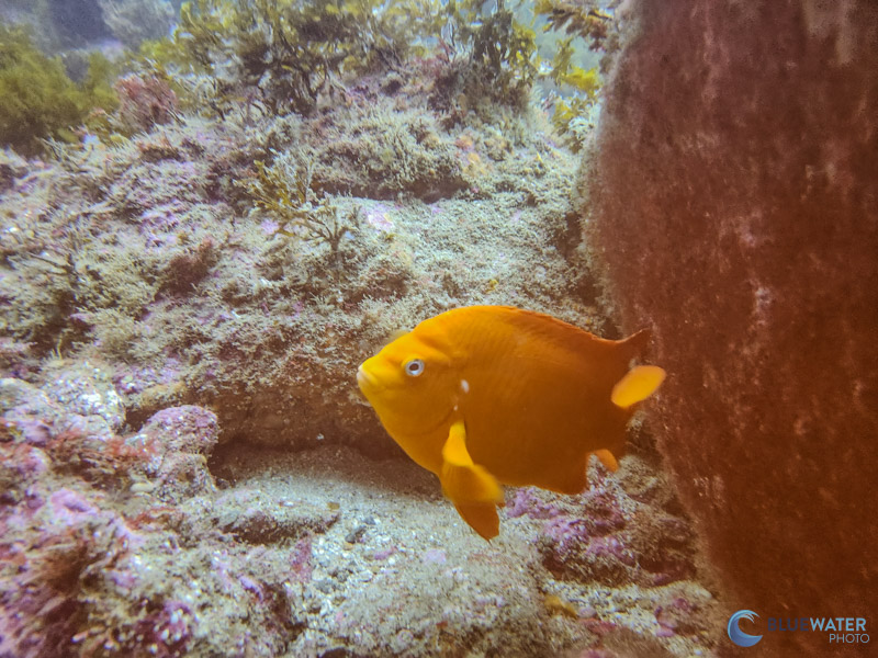 These beautiful colors were captured using just the red filter!