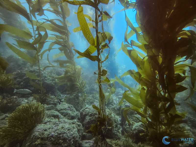 A wide angle kelp forest scene photographed with the SeaTouch 4 Max