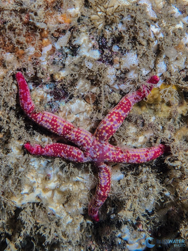 Sea star photographed with the Samsung Galaxy S22 in a DiveVolk housing and a Kraken 7000