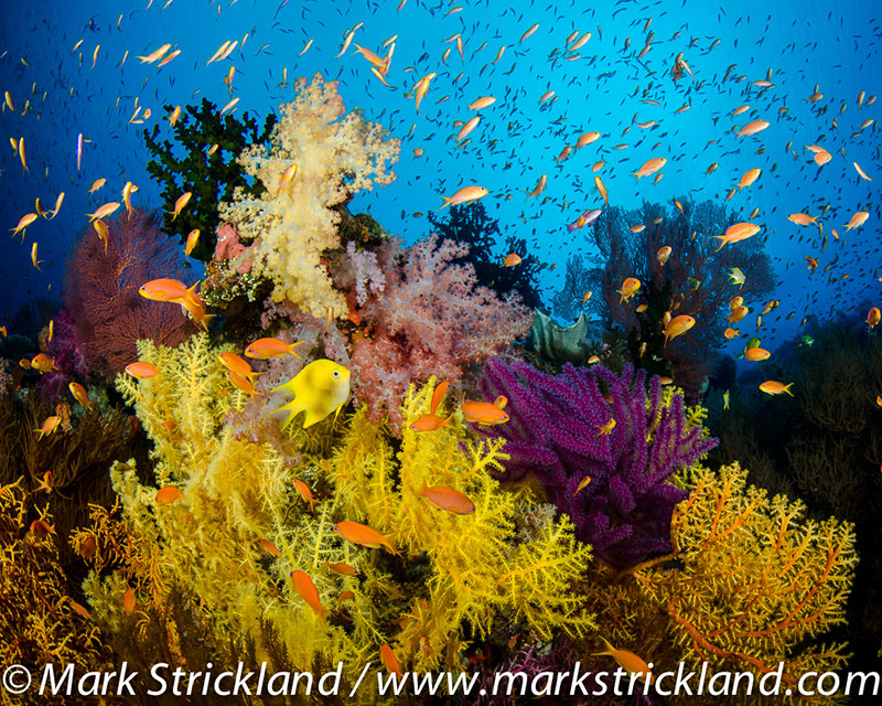 Our Favorite Dive Destinations, Part 1 - Underwater Photography Guide