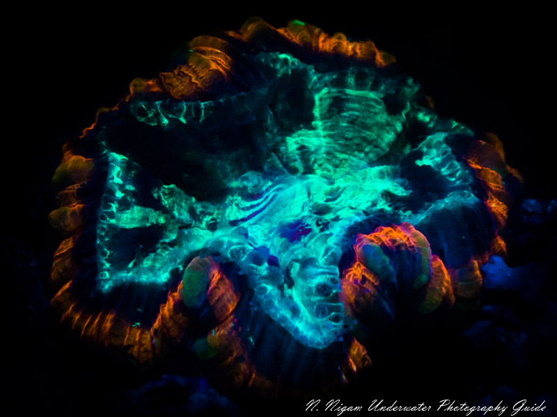 fluoro underwater photography