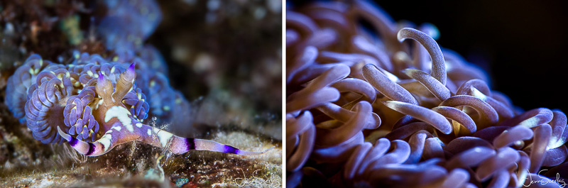 Blue Dragon Nudibranch Cerata side by side Canon 5DSr with EF100mm f/2.8L Macro IS USM Lens with Nauticam SMC-1 on right