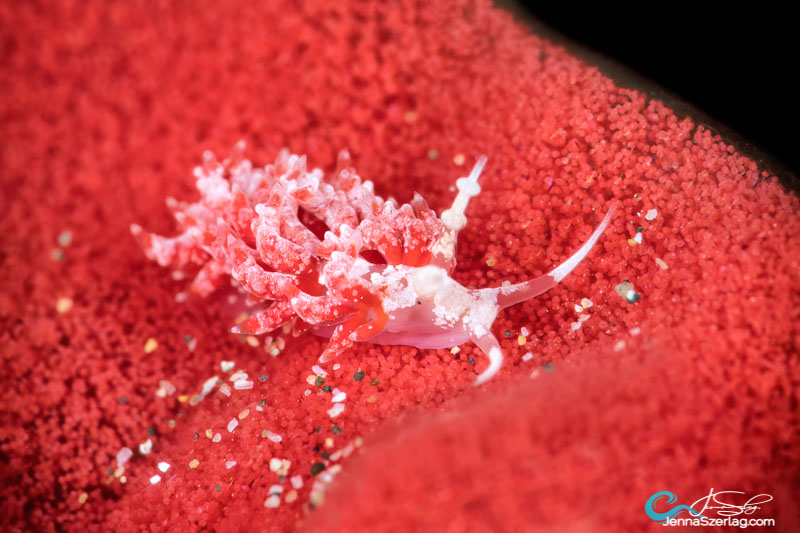 Favorinus sp. feeding on Hexabranchus egg mass, Maui Hawaii. Strobes are pointed in towards port for supermacro photo.