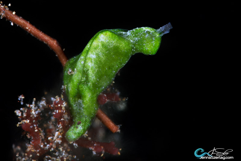 Elysia sp. 14mm, Maui Hawaii. Strobes are angled back towards housing to create black background effect.