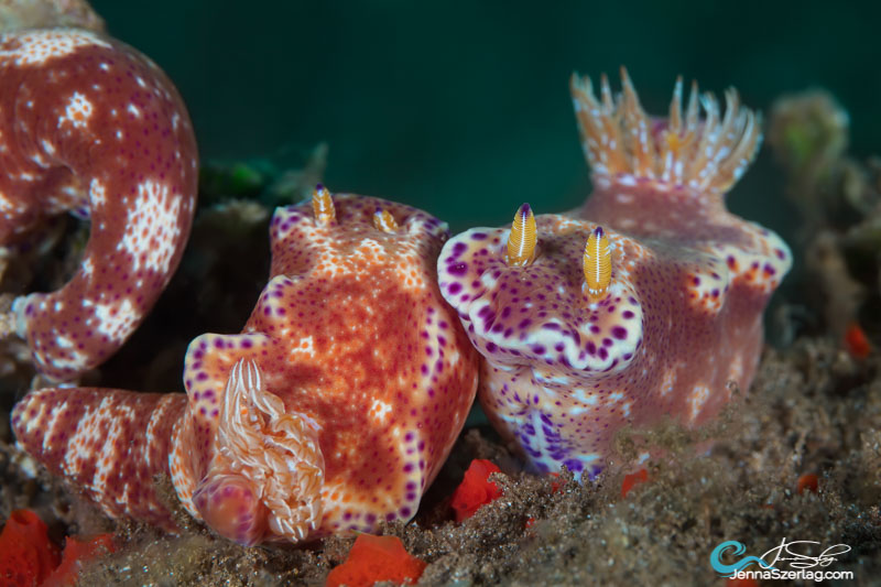 Kangaroo Nudibranchs, Maui Hawaii. Strobes are angled out to capture a colorful scene. 