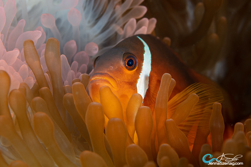Anemone Fish, Fiji. "Larger macro" subjects require strobes to be angled out positioned further away from port.
