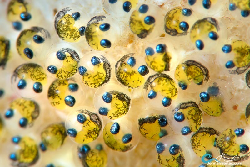 Exallias brevis Blenny egg mass, Maui Hawaii. Strobes are turned in towards lens port.
