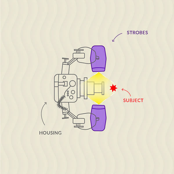 Strobes are turned in towards lens port to light the immediate area in front of the lens for smaller macro subjects.