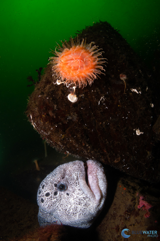 A wolf eel and a colorful anemone photographed with a single KS-160 strobe and a diffuser. 