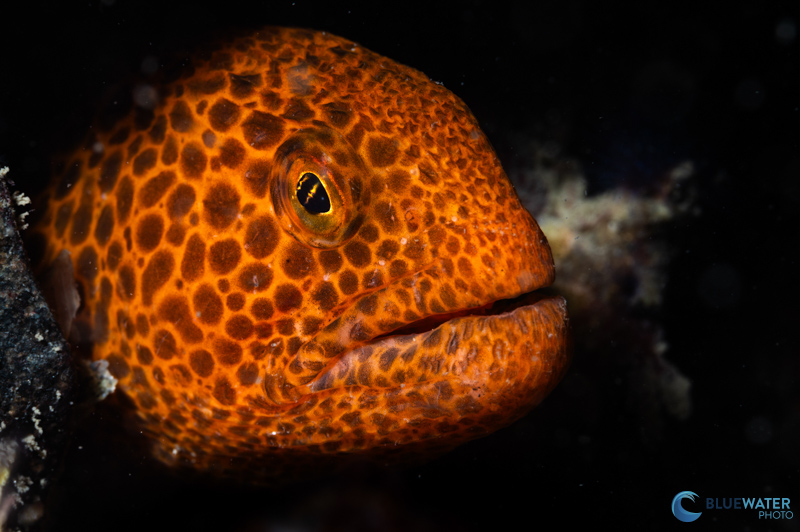 A striking juvenile wolf eel photographed with the Kraken KS 160 strobe. f/20, 1/160, ISO 200