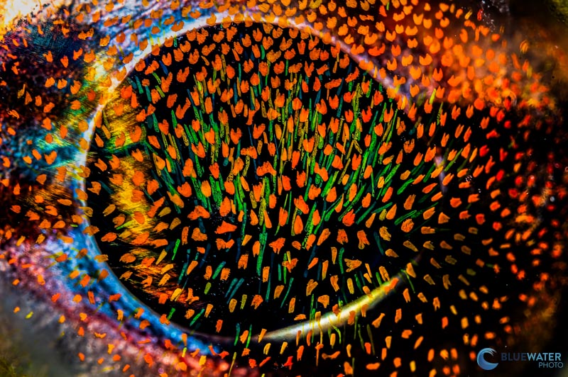 These beautiful colors in the eye of a Red Irish Lord were captured with the Kraken KS-160 strobe and a Nikon Z6. 1/160, f/29, ISO 200