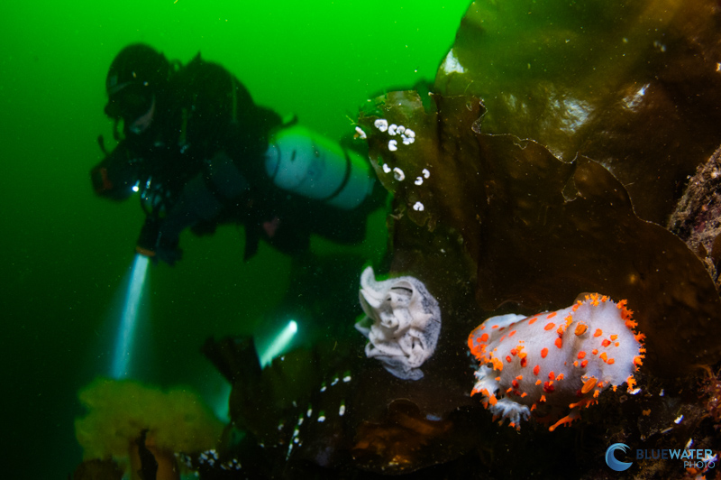 A diver swims past a clown dorid nudibranch. This wide angle photo was captured with a single KS-160 strobe, Nikon Z6, and Ikelite Z6 housing. f/11, 1/15, ISO 1250