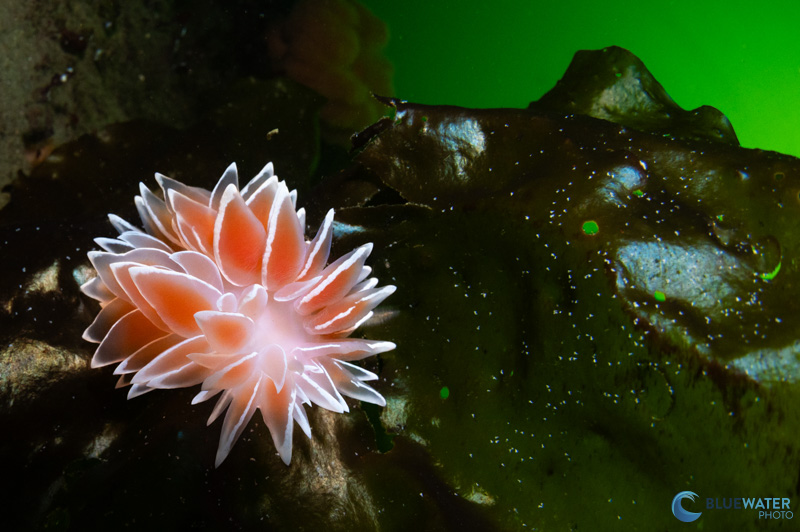 A wide angle photo of a nudibranch photographed at 10% power. 