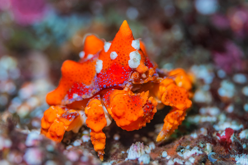 This juvenile Puget Sound King Crab was moving quite quicky and I made use of the extremely quick recycle times at lower power on the KS-160 to capture the shot.