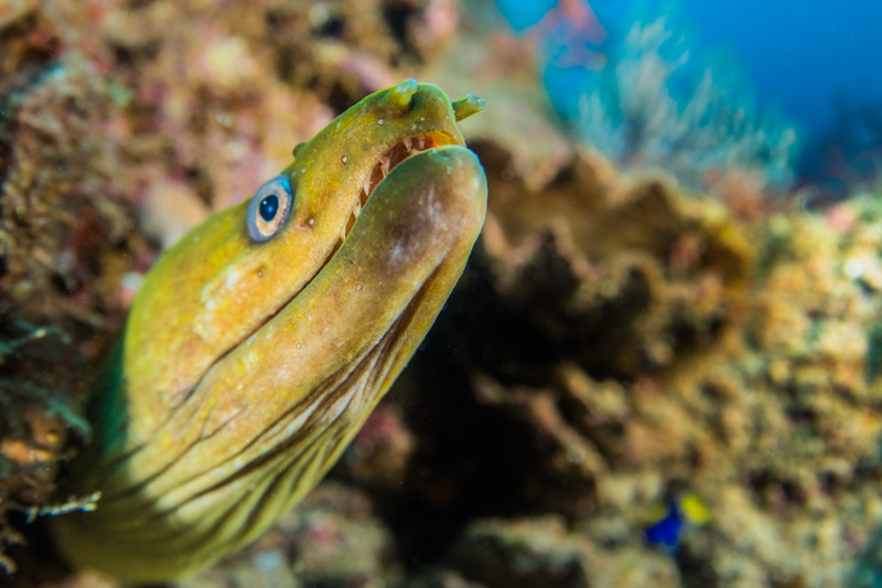 Producing a shallow depth of field at f/6.3. Sony A7R IV with the Canon 8-15mm fisheye lens