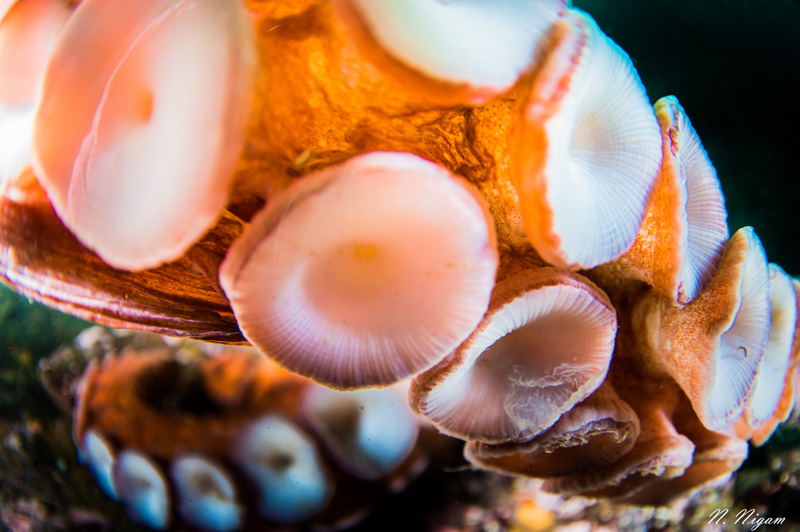 Wide Angle Macro Photography - Underwater Photography Guide