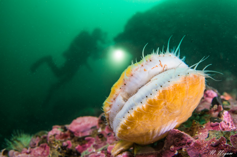 Wide Angle Macro Photo of a scallop photographed using close focus wide angle techniques with the Nikon Z6 camera, Nikon 8-15mm fisheye lens, Ikelite compace 8 inch dome port, and Ikelite housing. f/8, 1/80, ISO 500