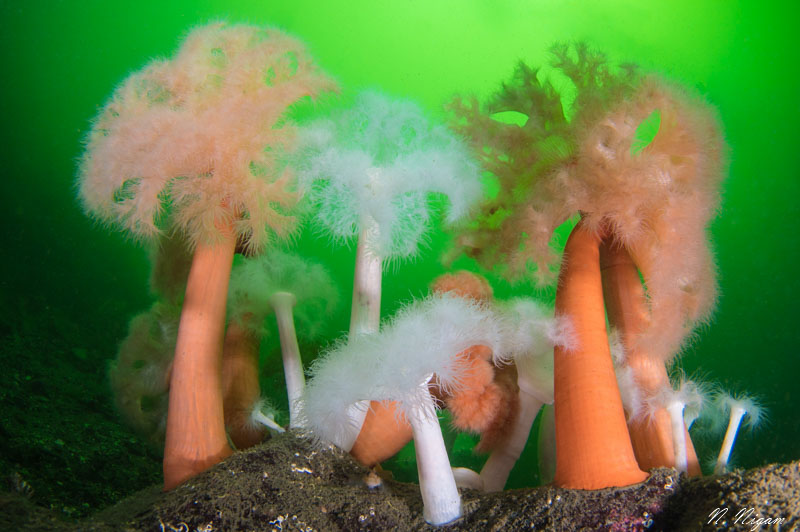 Wide angle photograph of metridium anemones captured with a single Sea & Sea YS-D3 strobe