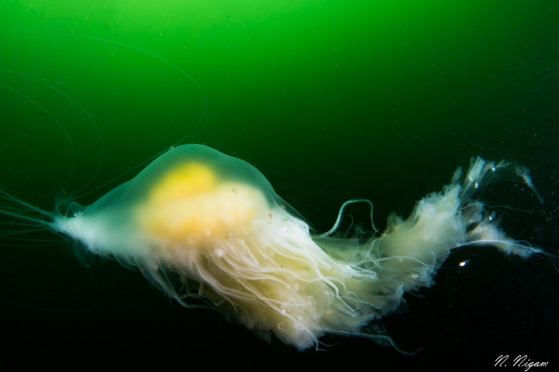 Egg yolk jellyfish photographed with two Sea & Sea YS-D3 strobes