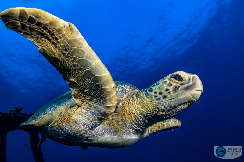 A small camera allows you to get up close and personal with shy critters like this sea turtle in La Paz, Mexico. Taken with the Canon R10, Tokina 10-17mm fisheye, an Ikelite housing, and dual Ikelite DS 230 strobes. f/14, 1/125, ISO 250