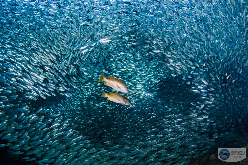 On this day I took 500 photos of sardines on a single battery and still had 50% left! Taken with the Canon R10, Tokina 10-17mm fisheye lens, dual Ikelite DS 230 strobe, Ikelite housing. f/14, 1/125, ISO 250