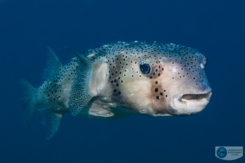 The Canon RF-S 18-45mm kit lens does a great job of bringing out details in subjects - especially during fish portraits. Captured with the Canon R10.  f/13, 1/100, ISO 250