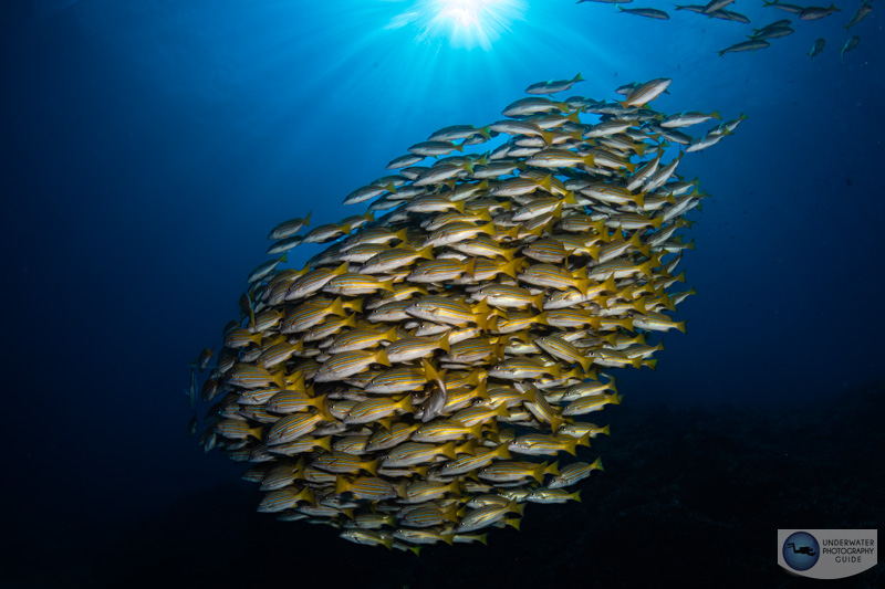 Large schools of fish are easy to capture with Canon EOS R10 and the Tokina 10-17mm fisheye lens. f/22, 1/160, ISO 250