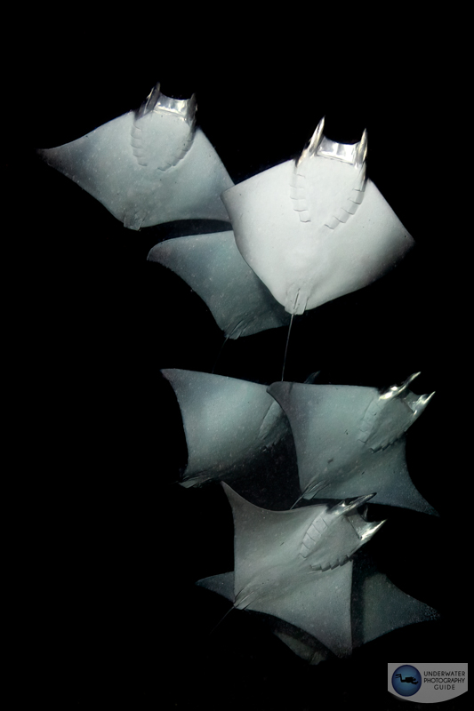 Mobula rays photographed at night with the Canon R10 in an Ikelite R10 housing and the Tokina 10-17mm fisheye lens. f/13, 1/160, ISO 100