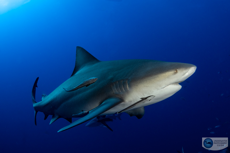 Take a look at the tail of this bull shark and the incredible details we were able to pull out of the shadow. The R10 truly accentuates this elegant creature. Taken with the Canon R10 and Tokina 10-17mm fisheye lens. f/11, 1/160, ISO 400