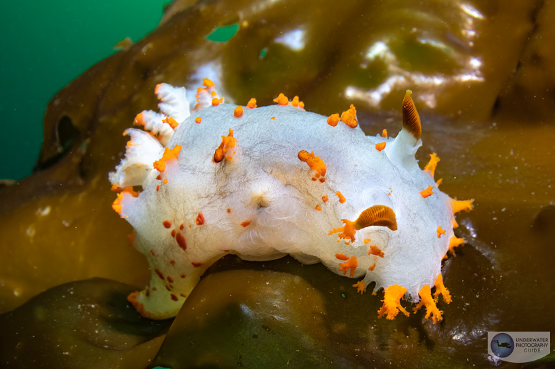 A close focus wide angle photos made easy with the Canon R10 and Tokina 10-17mm fisheye lens. The subject is a clown dorid photographed in the cold, dark waters of the hood canal, Washington. 1/125, f/13, ISO 500