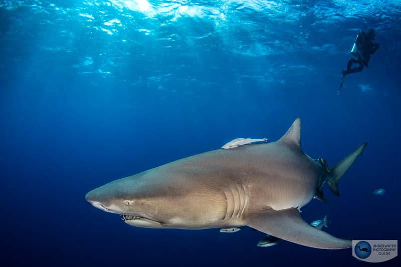 It's easy to see details in both the highlights and shadows of this photo of a lemon shark in Jupiter, Florida. The Canon R10 handles high dynamic range situations, like sunballs, quite well. As an aside, notice how well the Ikelite TTL did with the DS 230s as the shark came closer to check me out. f/16, 1/160, ISO 400