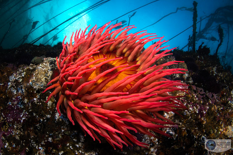 A beautiful fish eating anemone photographed in the cold, dark water of the pacific northwest. Despite dark, November conditions, autofocusing was not a problem.  f/16, 1/125, ISO 250