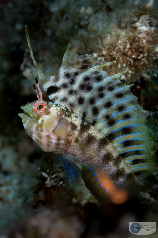 A signal blenny captured with the Canon EF-S 60mm f/2.8 macro lens and the Canon EF-EOS R adapter. Fast autofocus speeds are the only way to capture a fish like this. f/13, ISO 250, 1/200
